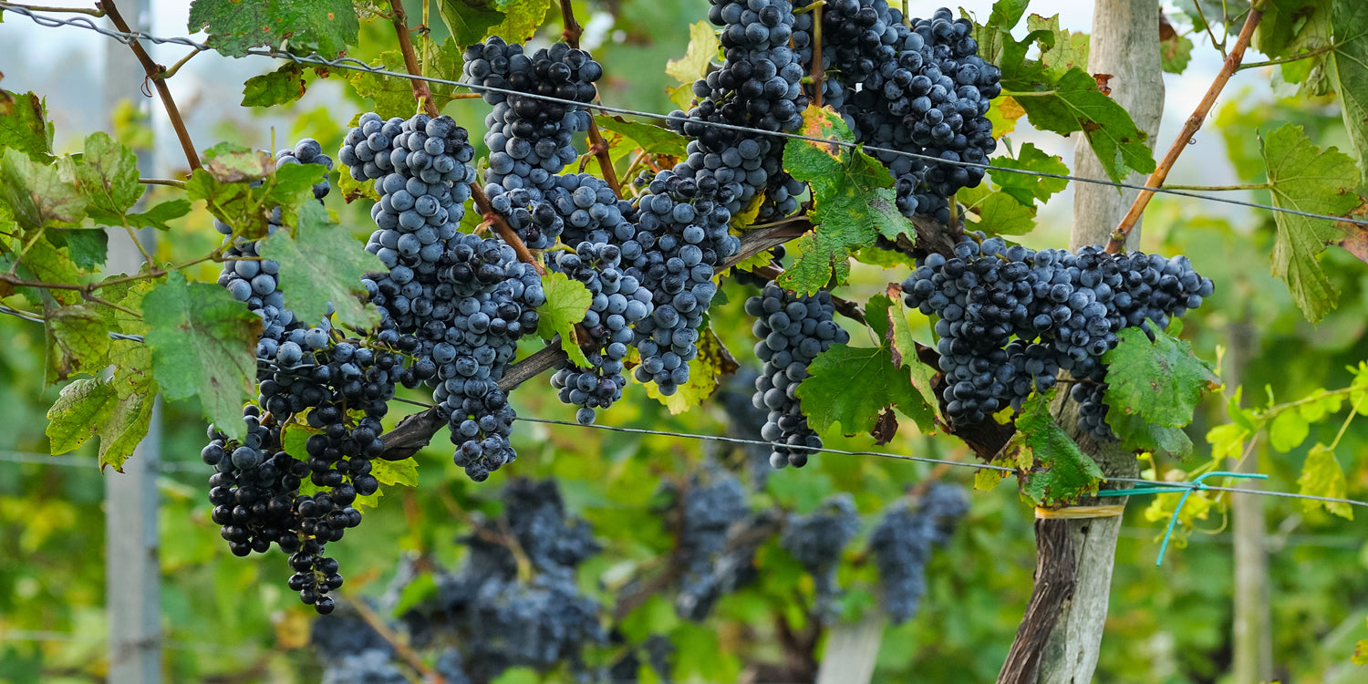 Rote Trauben am Rebstock