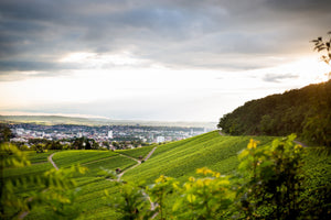 Panorama von der Weinbergslage Heilbronner Wartberg